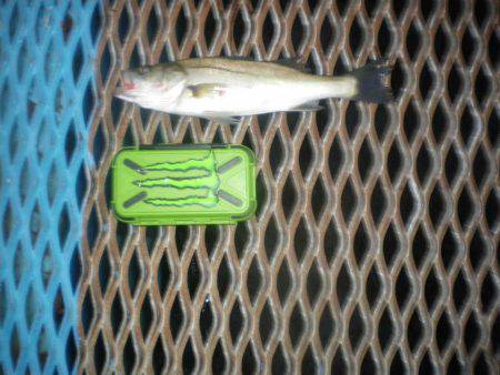 オリジナルメーカー海づり公園(市原市海づり施設) 釣果