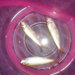 オリジナルメーカー海づり公園(市原市海づり施設) 釣果