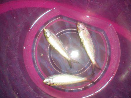 オリジナルメーカー海づり公園(市原市海づり施設) 釣果