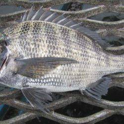 オリジナルメーカー海づり公園(市原市海づり施設) 釣果