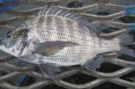 オリジナルメーカー海づり公園(市原市海づり施設) 釣果