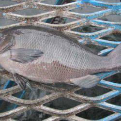 オリジナルメーカー海づり公園(市原市海づり施設) 釣果