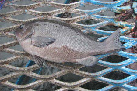 オリジナルメーカー海づり公園(市原市海づり施設) 釣果