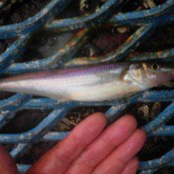 オリジナルメーカー海づり公園(市原市海づり施設) 釣果