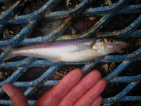 オリジナルメーカー海づり公園(市原市海づり施設) 釣果