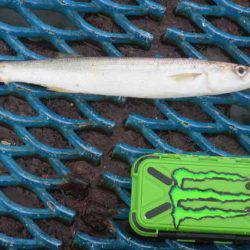 オリジナルメーカー海づり公園(市原市海づり施設) 釣果