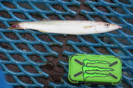 オリジナルメーカー海づり公園(市原市海づり施設) 釣果