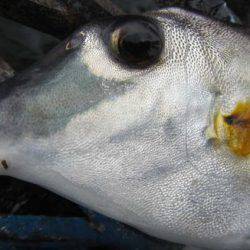 オリジナルメーカー海づり公園(市原市海づり施設) 釣果