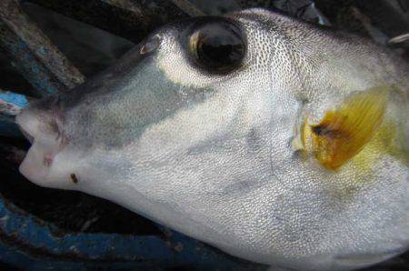 オリジナルメーカー海づり公園(市原市海づり施設) 釣果