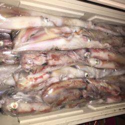 幸風（さちかぜ） 釣果