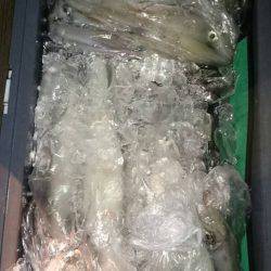 寿裕 （YOSHIHIRO） 釣果