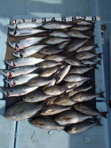 清和丸 釣果