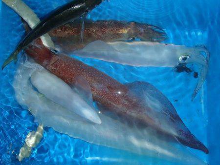 第二むつ漁丸 釣果