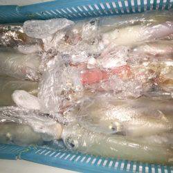 幸風（さちかぜ） 釣果