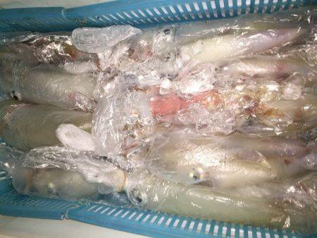 幸風（さちかぜ） 釣果