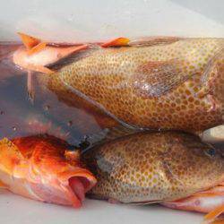 遊漁船 新鋭丸 釣果