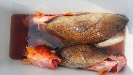 遊漁船 新鋭丸 釣果