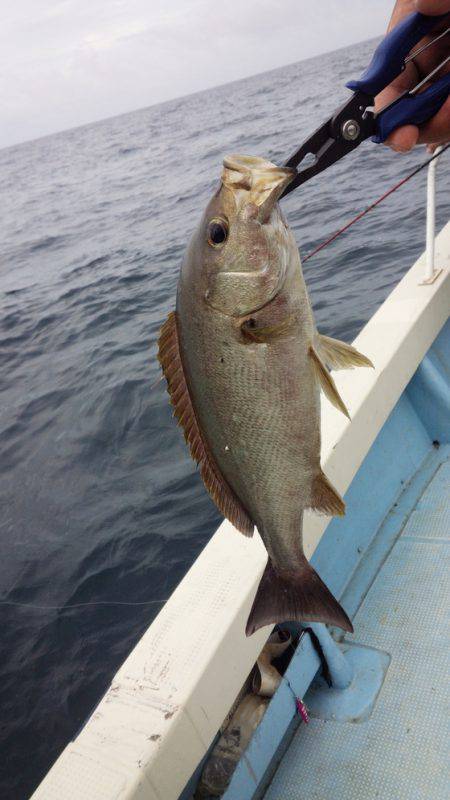 秀漁丸 釣果