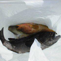 大進丸(新潟) 釣果