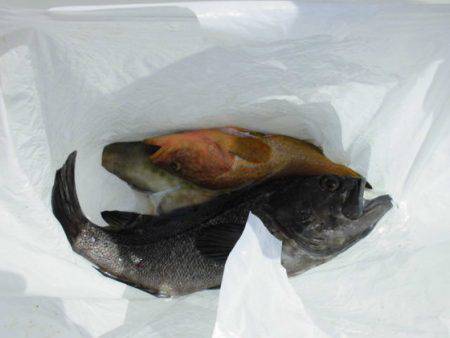 大進丸(新潟) 釣果