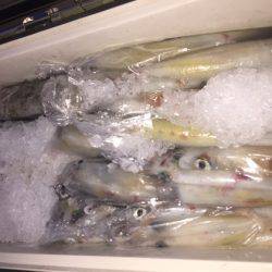 幸風（さちかぜ） 釣果