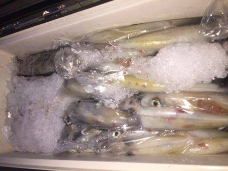 幸風（さちかぜ） 釣果