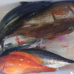 遊漁船 新鋭丸 釣果