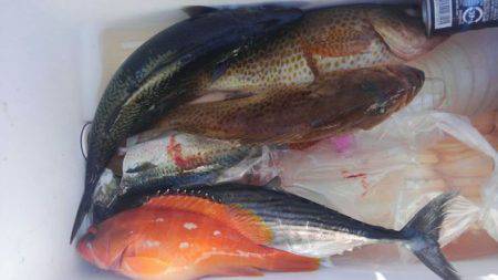 遊漁船 新鋭丸 釣果