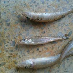 ファミリーキャンプ！2日目