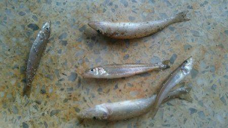 ファミリーキャンプ！2日目