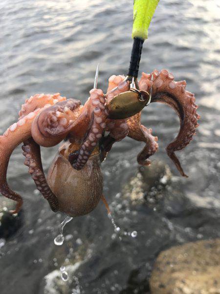 蛸、たこ、タコ！