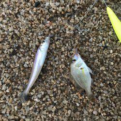 豆チャリコの猛攻に!