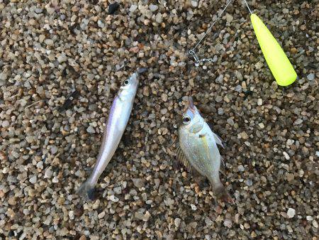 豆チャリコの猛攻に！