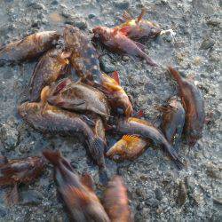 カサゴ＆ムラソイポンポン