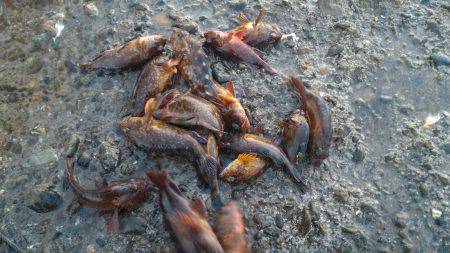 カサゴ＆ムラソイポンポン