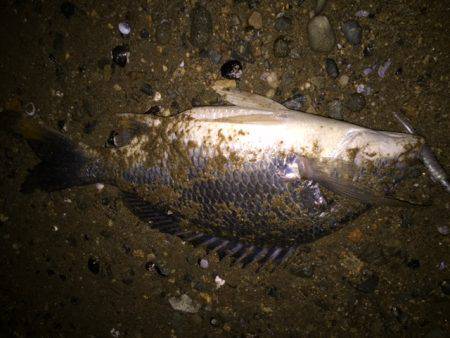 キビレ調査　ＮＯ，２８