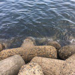 テトラでヘチ釣り