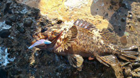 カサゴ＆ムラソイポンポン