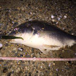 キビレ調査　ＮＯ，２９