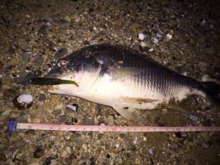 キビレ調査　ＮＯ，２９