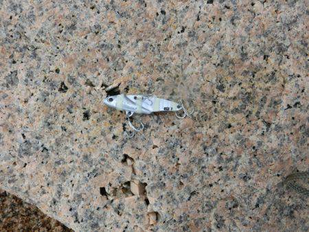 淀川に魚いました！！