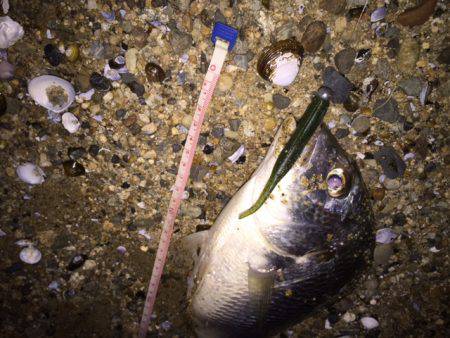 キビレ調査　ＮＯ，２９