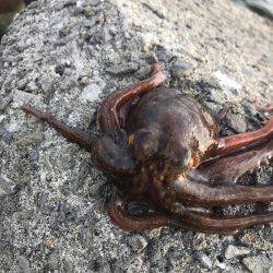 蛸、たこ、タコ！