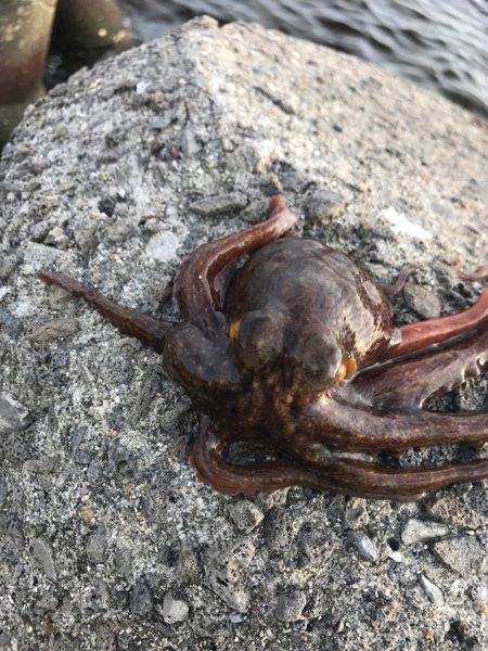 蛸、たこ、タコ！