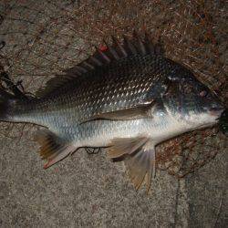 大和川でチニング