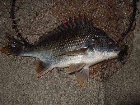 大和川でチニング