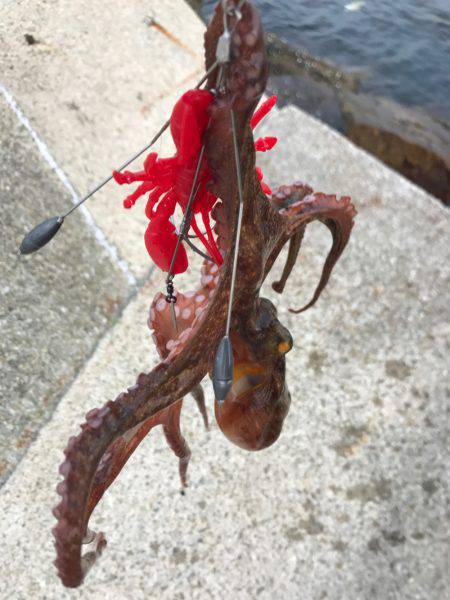 蛸、たこ、タコ！