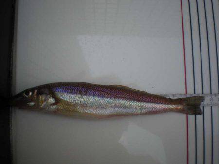 オリジナルメーカー海づり公園(市原市海づり施設) 釣果