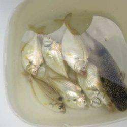 オリジナルメーカー海づり公園(市原市海づり施設) 釣果