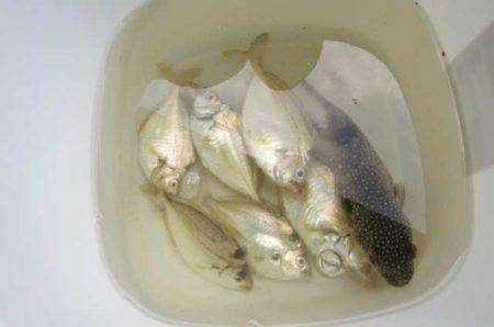 オリジナルメーカー海づり公園(市原市海づり施設) 釣果